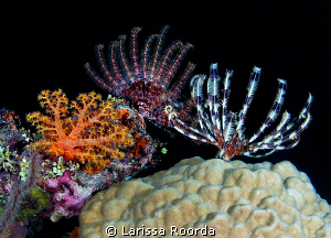 Crinoids at night. by Larissa Roorda 